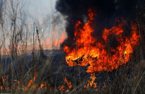 Более 25 миллионов рублей штрафов заплатят приморцы за нарушение противопожарной безопасности на природе