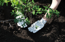 Школьники после 9-го класса могут получить востребованную в Приморье профессию в лесной отрасли