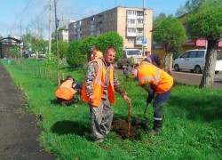 В Арсеньеве высажены более шестисот саженцев деревьев