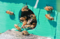 Агентство по развитию пчеловодства: Просим всех пчеловодов края сообщить о состоянии дел на своей пасеке