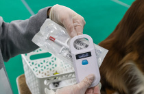 Регистрация помогает найти владельцев агрессивных собак в Приморье