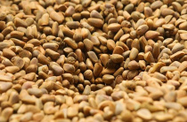 Минлесхоз Приморья: Кедровых орех – кормовая база для грызунов и кабанов